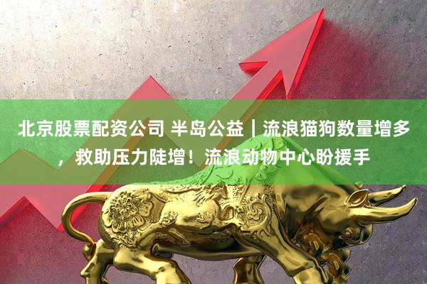 北京股票配资公司 半岛公益｜流浪猫狗数量增多，救助压力陡增！流浪动物中心盼援手